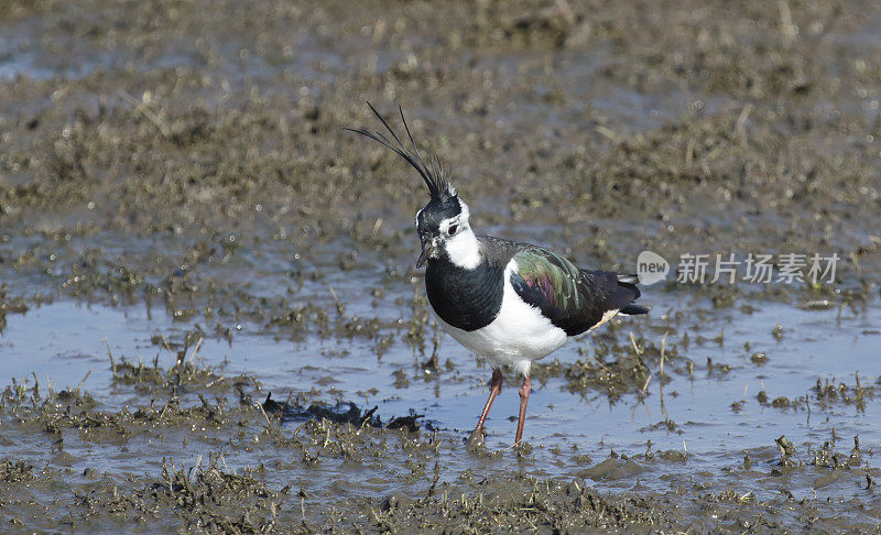 田凫(Vanellus Vanellus)